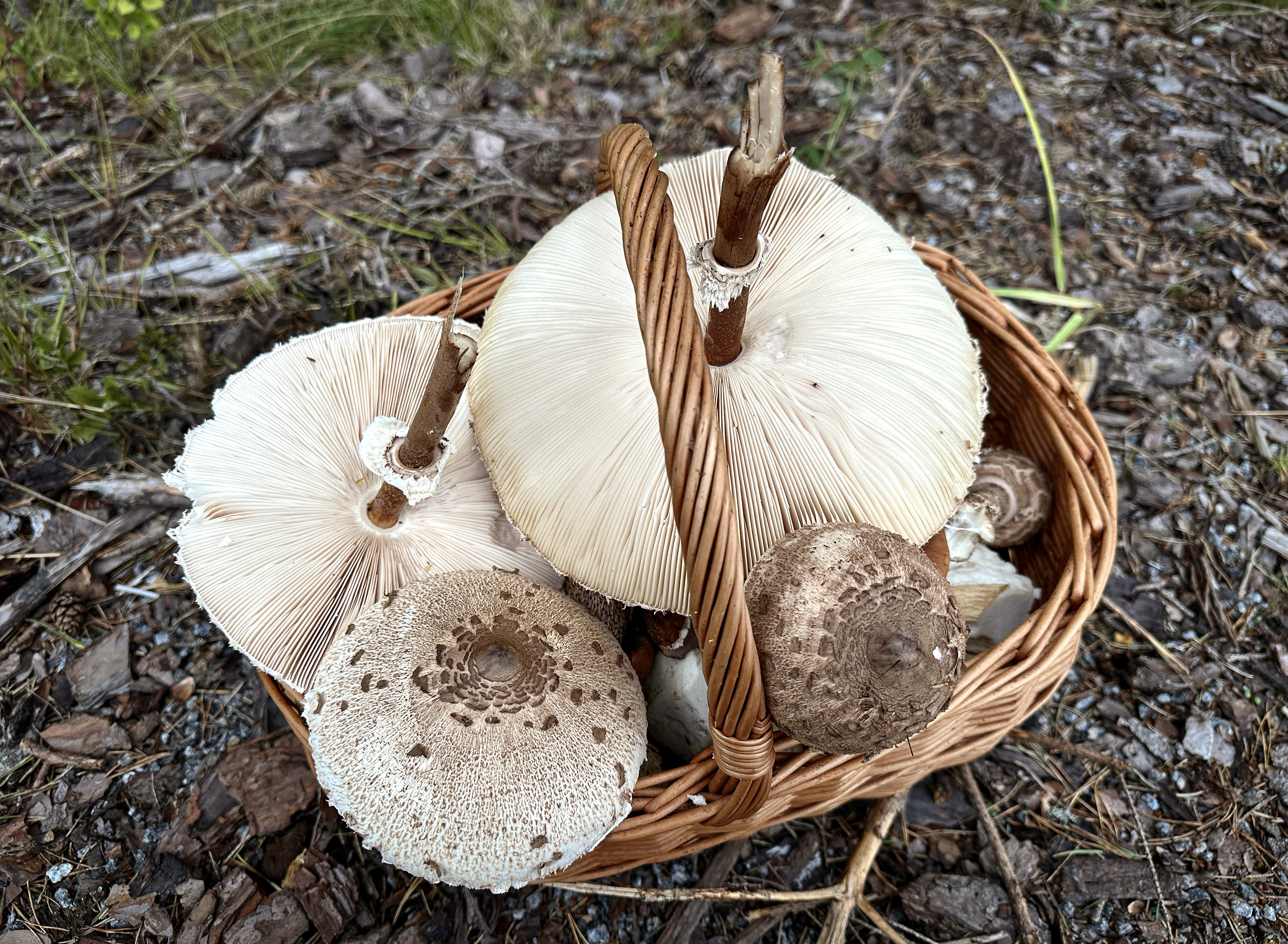 Stolt_Svamp_3842